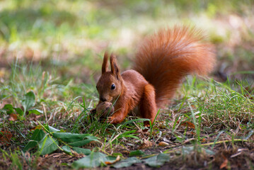 Red fluffy squirrel in a autumn forest. Curious red fur animal among dried leaves.