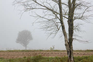 Fototapeta premium Detail of birch tree in the foreground with a white misty background and a small tree in the distance obscured by the foggy air behind a dirt road passing between