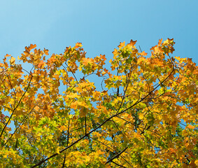 fall yellow maple leaves in the blue sky
