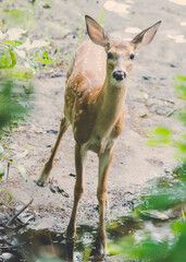 Baby Deer Fawn