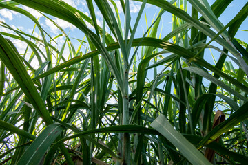 Sugar cane in sugar cane plantation