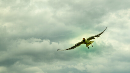 seagull in flight