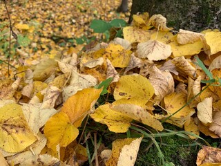 Yellow dry leaves on the ground, autumn leaves background