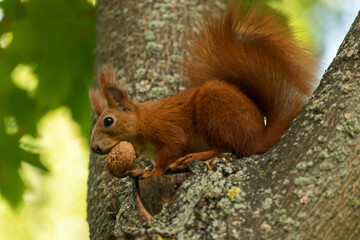 Red fluffy squirrel in a autumn forest. Curious red fur animal among dried leaves.