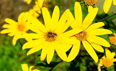 yellow topinambur flowers in the garden