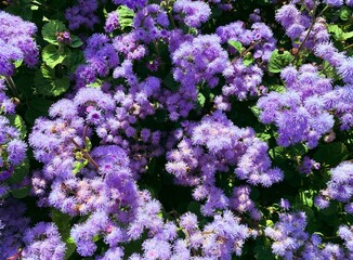 Fluffy purple flowers background