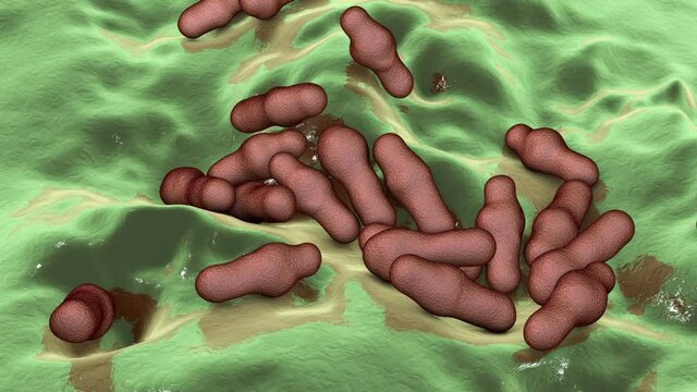 Spore-forming bacteria Clostridium, the causative agent of tetanus, botulism, gas gangrene and pseudomembraneous colitis, 3D animation