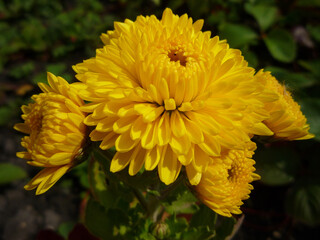 yellow flower chrysanthemum in the garden