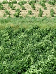 Cannabis field in the wind near Kamloops, British Columbia, Canada