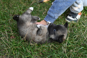 the child meets the puppy