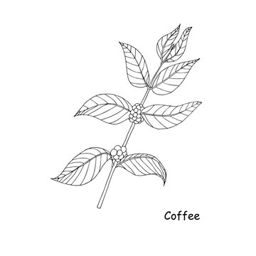Coffee branch sketch. Art botanic ink hand drawn design element leaves fruit monochrome outline for web, for print, for packaging design, for product design