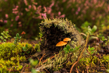 two small mushrooms with an old strain © gatis_photo