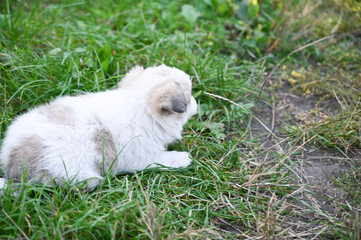 white fluffy puppy with spots puppy walks outside in the grass