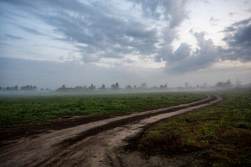 Fototapeta na wymiar thick morning fog on the highway and yellow-green fields nearby at sunrise