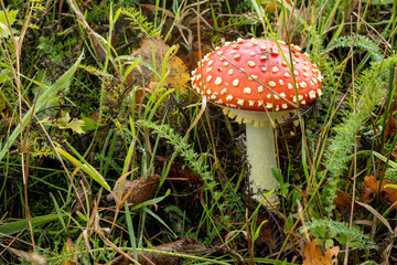 Young fly agaric mushroom with bright red cap, white dots and yellow fringes among autumn fallen leafs and green grass. Autumn season concept. 