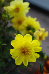 yellow dahlias in the garden