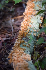 Mushrooms on a log in the woods.