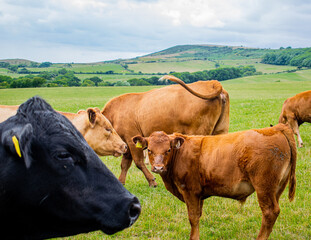 A brown and black cattle herd on grassland, group of cows and calfs roaming on the field, young and older cows in beautiful landscape, free range cattle curious, coming closer