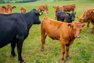 A brown and black cattle herd on grassland, group of cows and calfs roaming on the field, young and older cows in beautiful landscape, free range cattle curious, coming closer