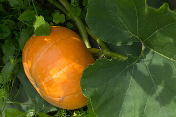 Pumpkin grows in the garden, close-up
