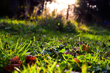 autumn leaves on the grass