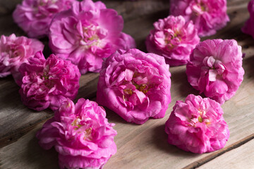 Many blossoming flowers of a pink tea house, wooden background, texture.
