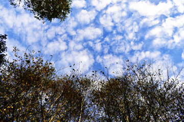 birch and sky
