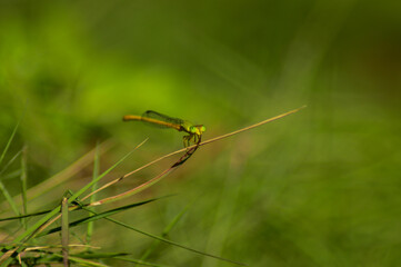 green dragonfly on a green leaf