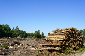 deforestation area, stack of cutted trees ready for transportation on blue sky background