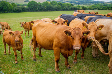A brown and black cattle herd on grassland, group of cows and calfs roaming on the field, young and older cows in beautiful landscape, free range cattle curious, coming closer
