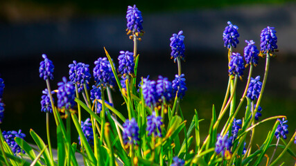 flowers in the garden