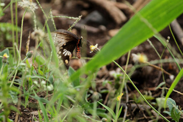 butterfly on a leaf