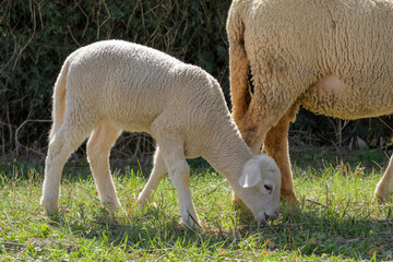 Obraz na płótnie Canvas Lamb and adult sheep walking