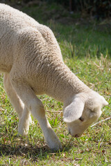 Obraz na płótnie Canvas Lamb playing and eating grass