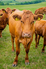 A brown cattle herd on grassland, group of cows and calfs roaming on the field, young and older cows in beautiful landscape, free range cattle being curious, coming closer and looking at the camera