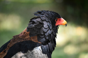 cabeza de un aguila exotica
