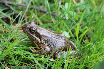A frog hiding in fresh green gras