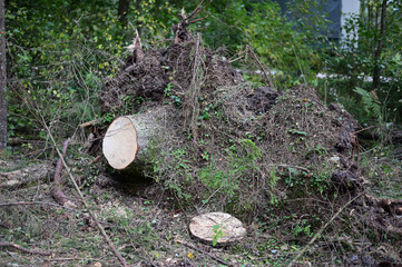Felled fallen trees, weeds. Photo of a forest landscape in cloudy weather.