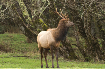 Naklejka na ściany i meble A bull elk at Ecola State Park near Canon Beach on the north Oregon coast