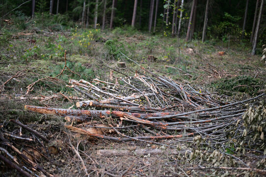 Forest Glade. Felled fallen trees, weeds. Photo of a forest landscape in cloudy weather.