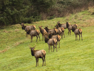 Naklejka na ściany i meble A bull elk with his harem, grazing on the grass lawn at Ecola State Park near Canon Beach on the north Oregon coast