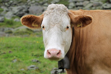 Cows grazing on an Alm in the Austrian alps