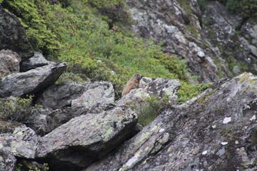 Fototapeta na wymiar Groundhog enjoying its life in the Austrian Alps 
