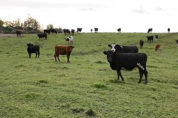 Polska - Mazury - Gietrzwałd. Krowy na polu. © Rafa