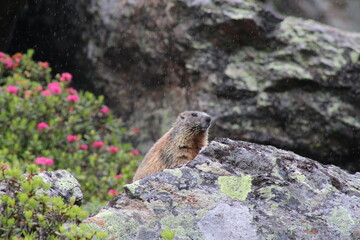 Groundhog enjoying its life in the Austrian Alps 