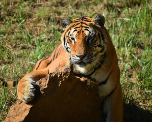 tigre