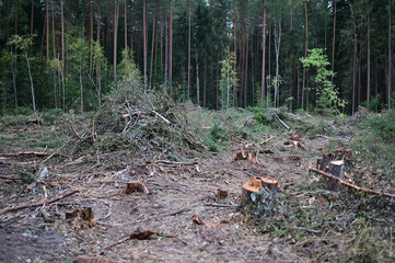 Forest Glade. Felled fallen trees, weeds. Photo of a forest landscape in cloudy weather.