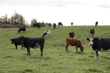 Polska - Mazury - Warmia - Gietrzwałd. Krowy. © Rafa