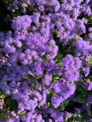 Fluffy purple flowers background