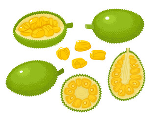 Vector set of exotic jackfruit isolated on white. - 381976101